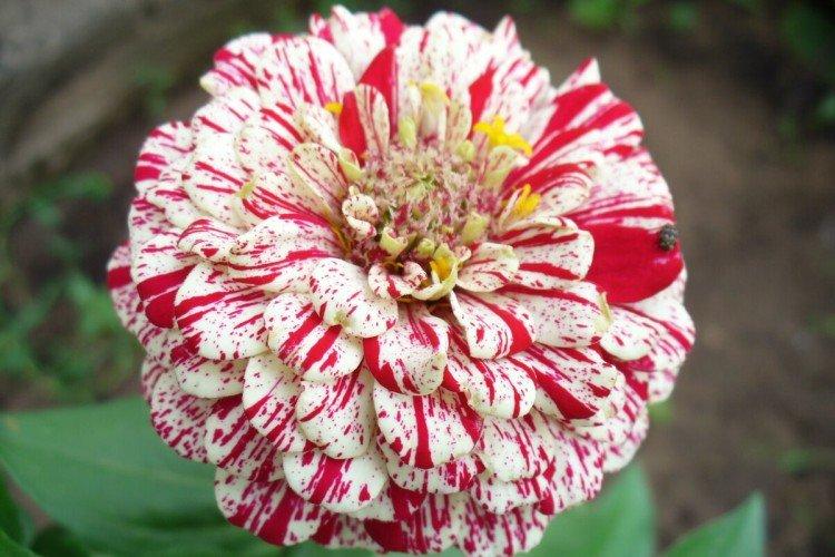 Циния – фото