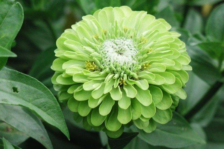 Циния – фото