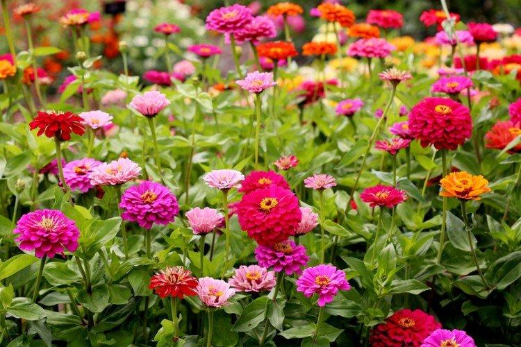 Высокая циния