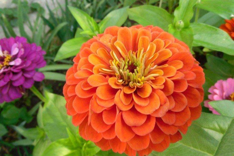 Средняя циния