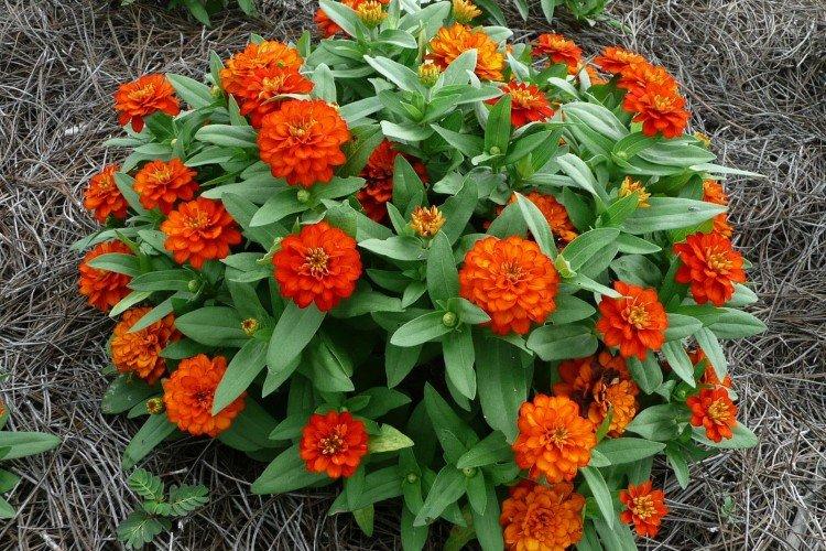 Карликовая циния