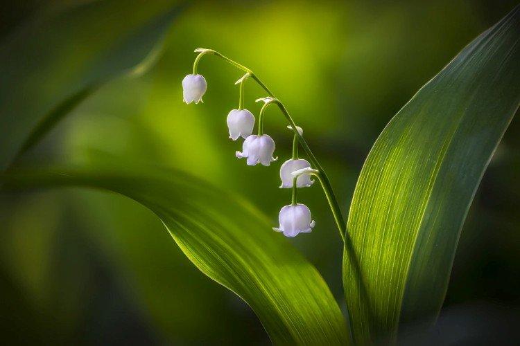 Ландыши – фото