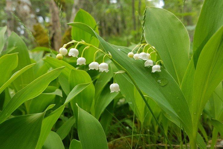 Ландыши – фото