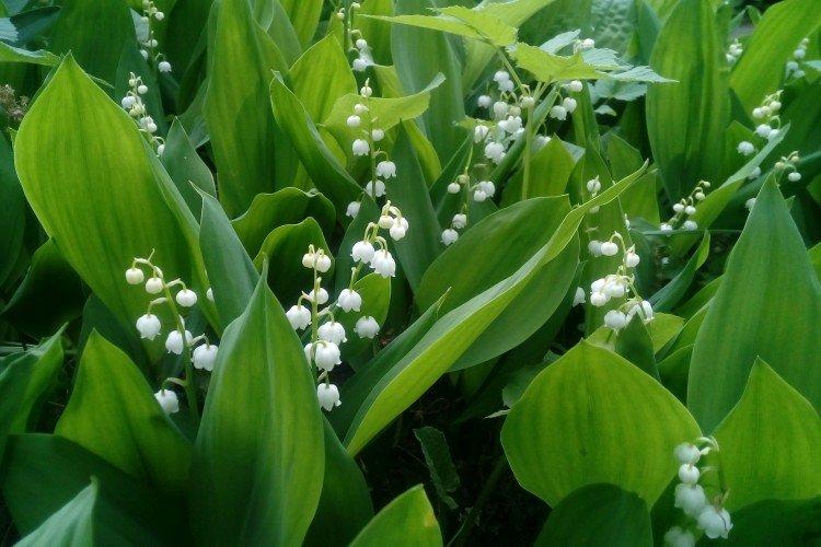 Ландыши – фото