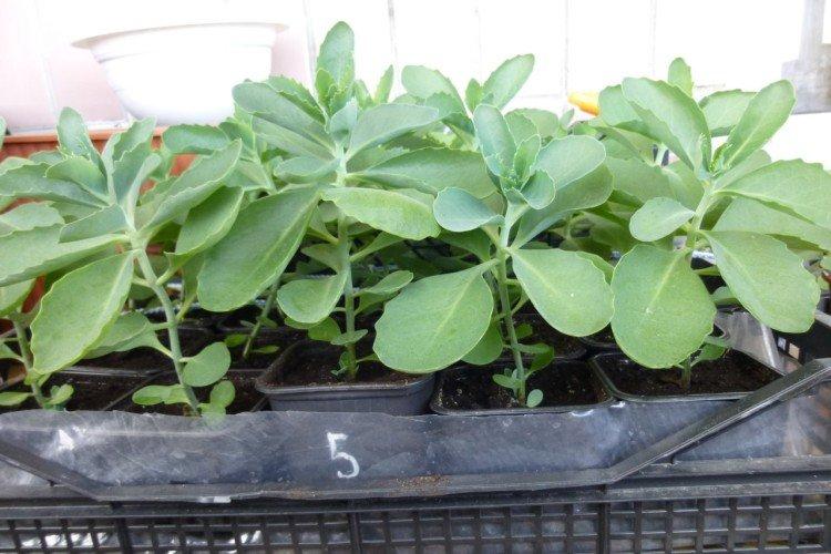 Посадка и размножение