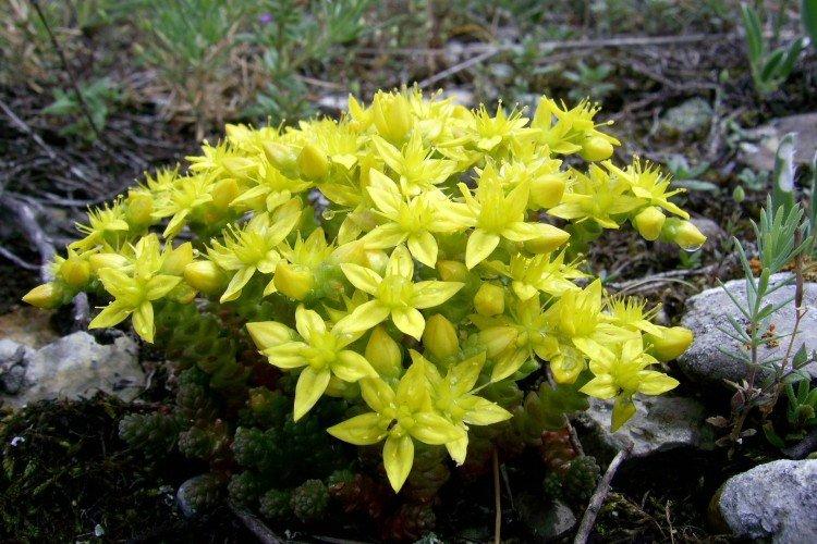 Очиток – фото