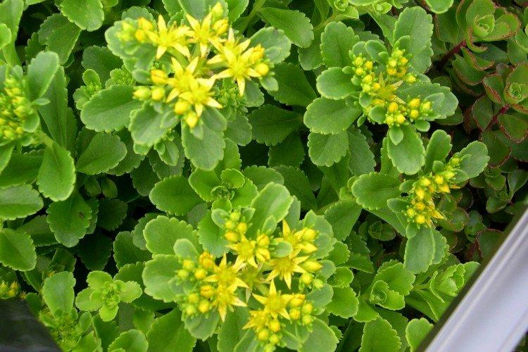 Очиток – фото