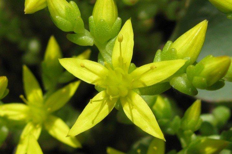 Очиток – фото