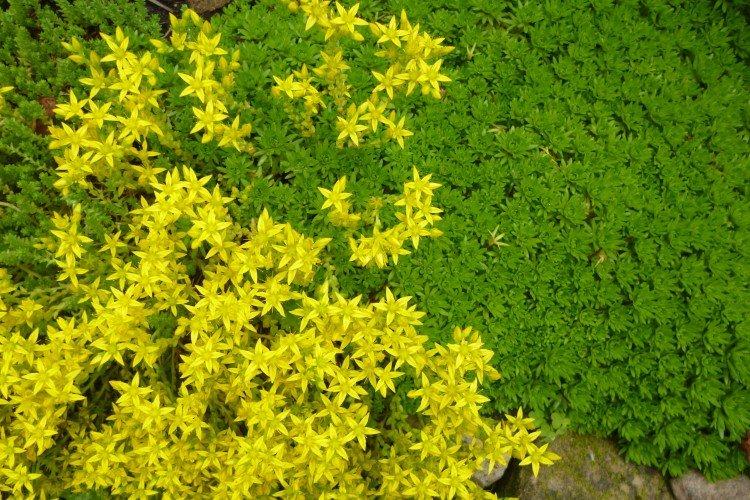 Очиток – фото