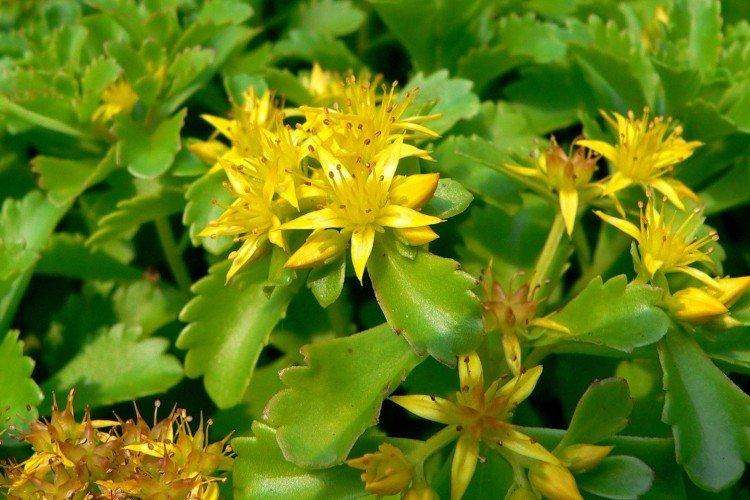 Очиток – фото