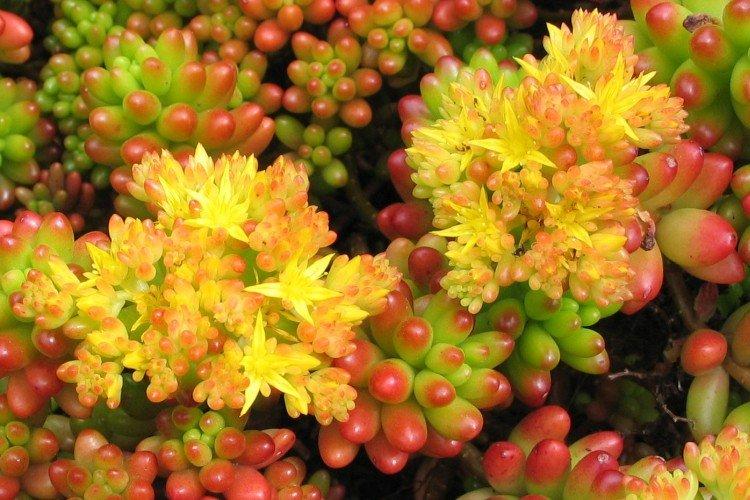 Очиток – фото