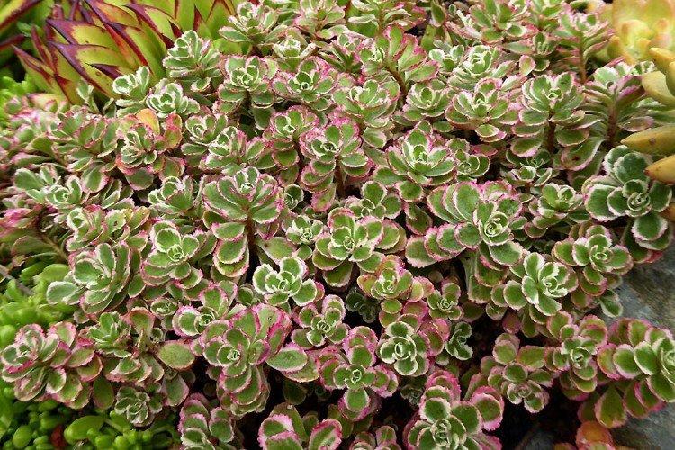 Очиток – фото