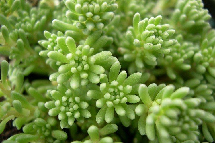 Очиток – фото