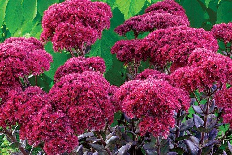 Очиток – фото