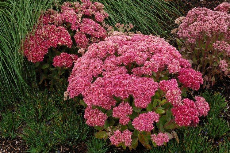 Очиток – фото