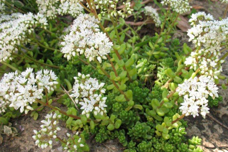 Белый очиток