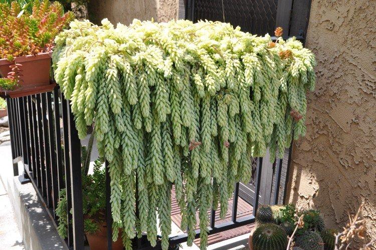 Очиток Моргана