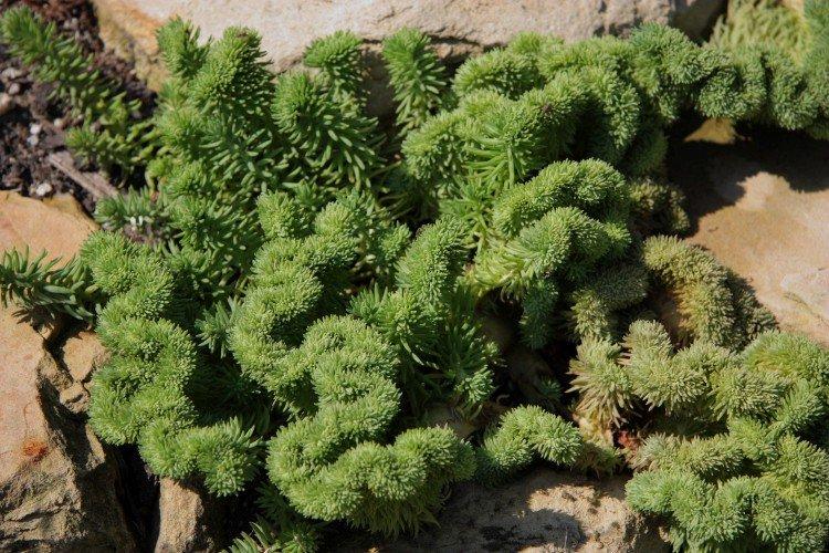 Отогнутый очиток