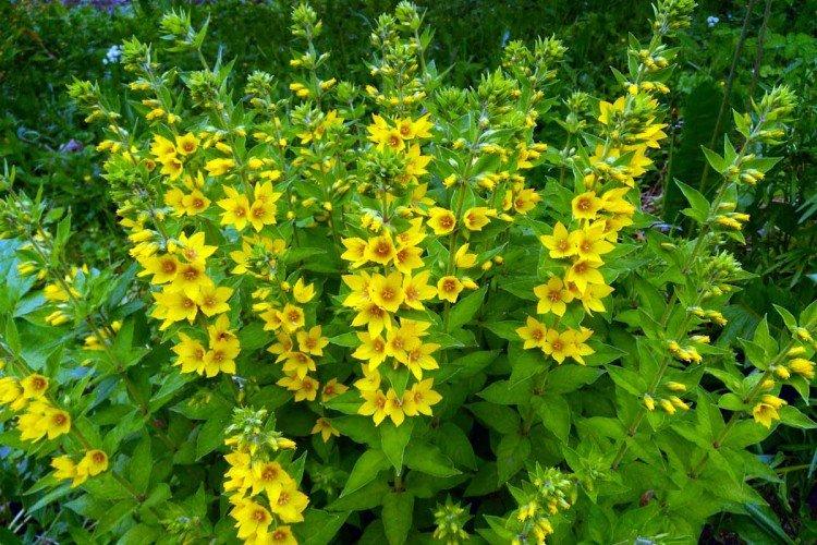 Вербейник (50 фото): виды, посадка и уход в открытом грунте