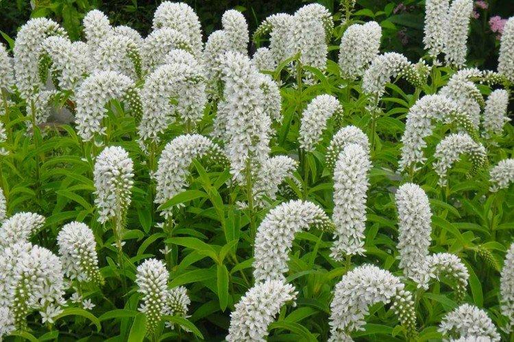 Почва и полив