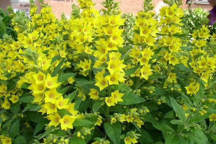 Удобрения и подкормка