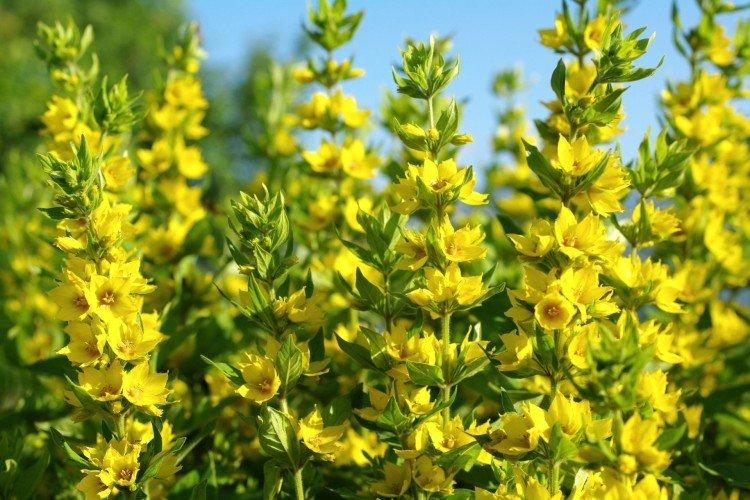 Ограничение посадки