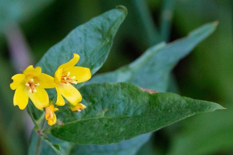 Вредители и болезни вербейника