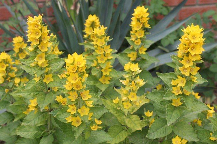 Вербейник – фото