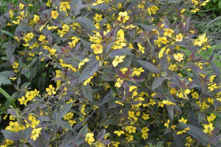 Вербейник – фото