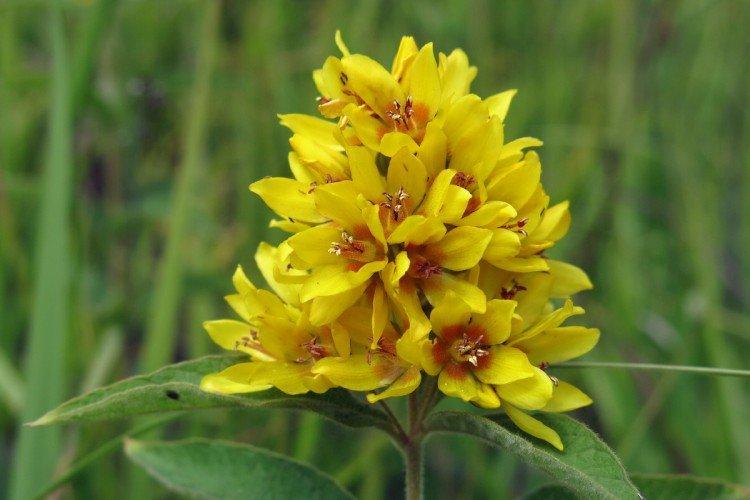 Обыкновенный вербейник