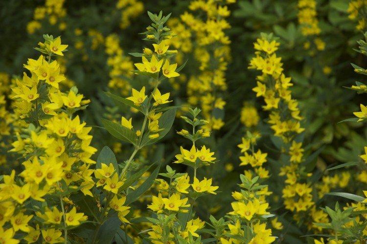 Вербейник – фото