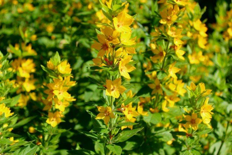 Вербейник – фото