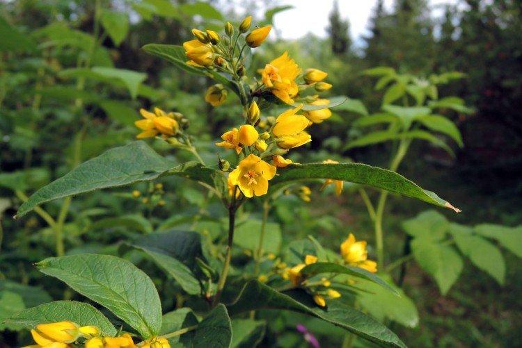 Вербейник – фото