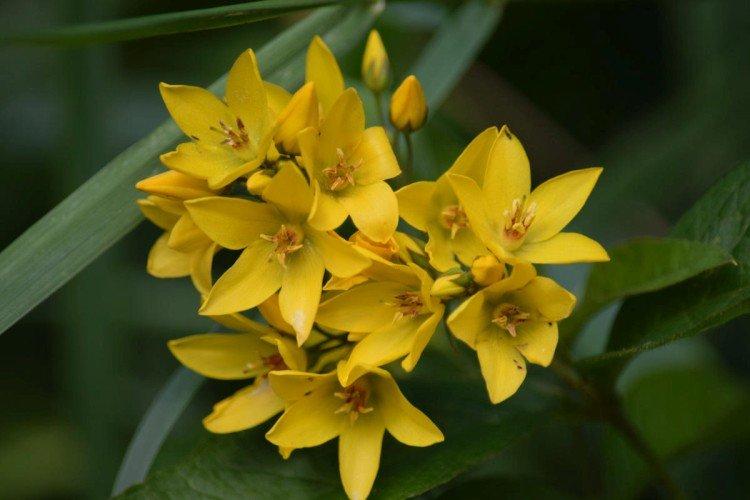 Вербейник – фото