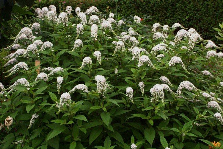 Ландышевый вербейник