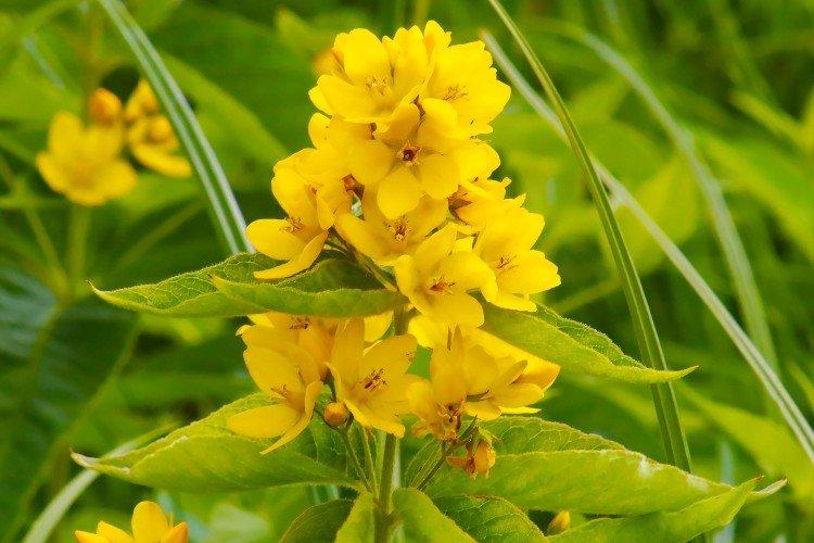 Вербейник – фото