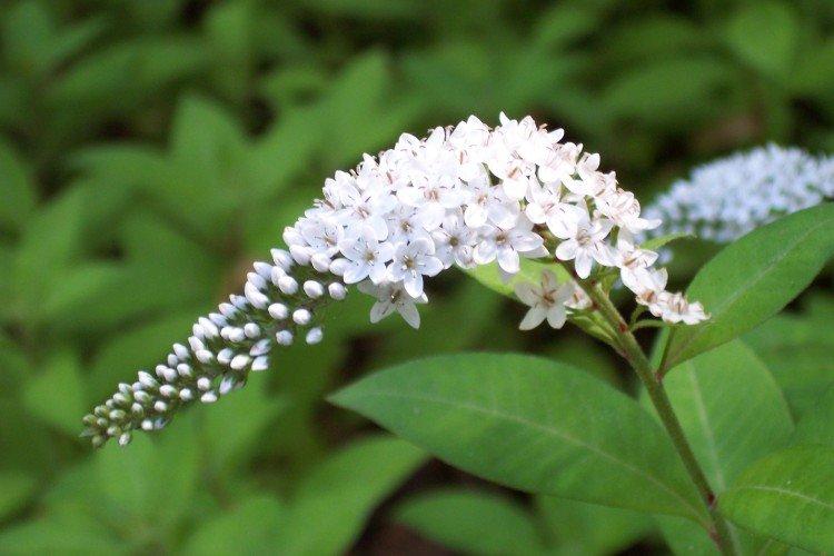 Вербейник – фото