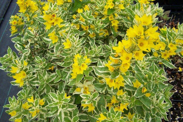 Вербейник – фото