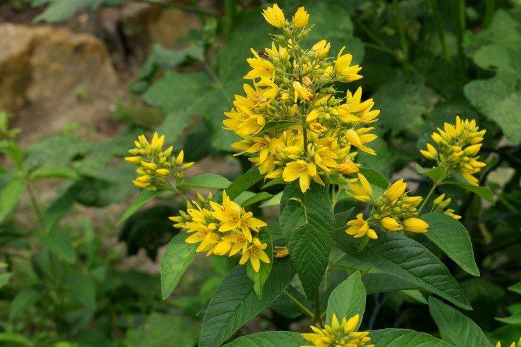 Вербейник – фото