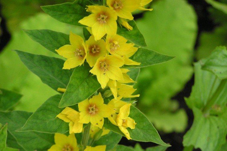 Вербейник – фото