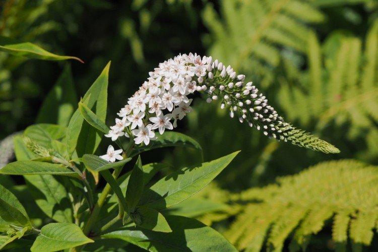 Вербейник – фото