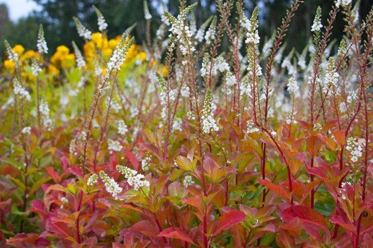 Вербейник – фото