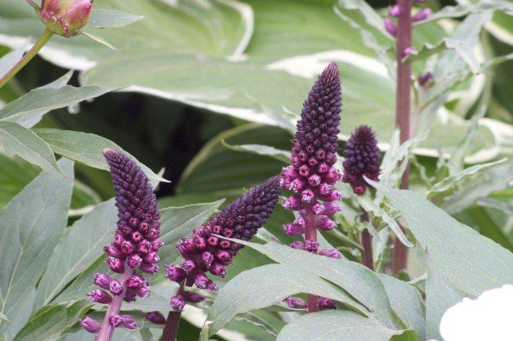 Черно-пурпурный вербейник