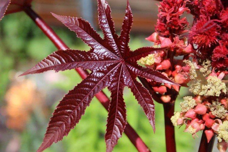 Удобрения и подкормка