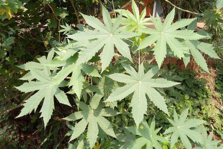 Клещевина – фото