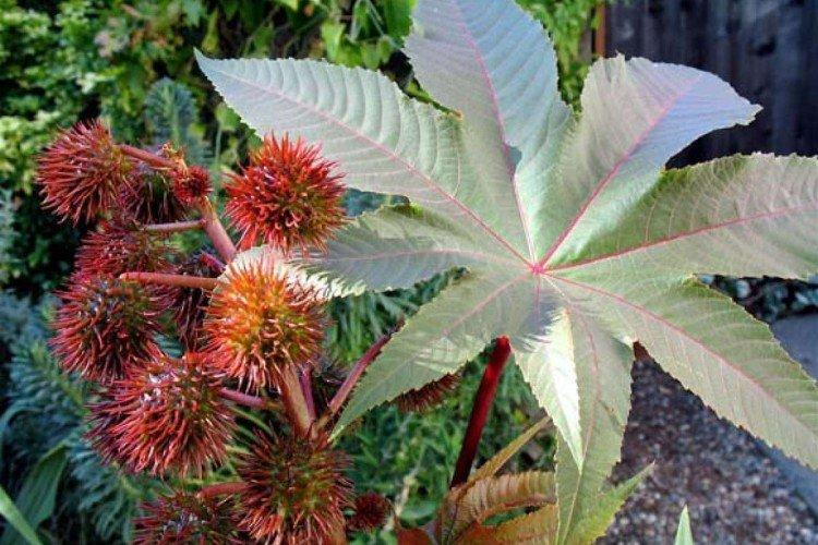 Клещевина – фото