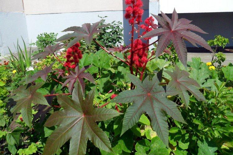 Клещевина Гибсона