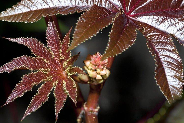 Клещевина – фото