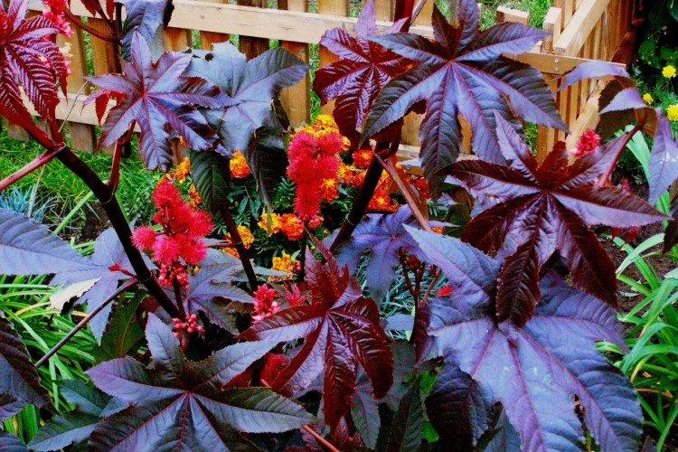 Клещевина – фото