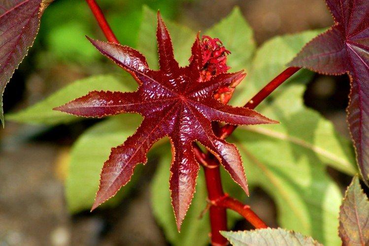 Клещевина – фото